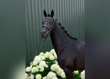 Oldenburgo, Caballo castrado, 5 años, 162 cm, Negro