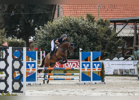 Oldenburgo, Caballo castrado, 5 años, 163 cm, Castaño