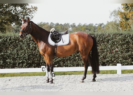 Oldenburgo, Caballo castrado, 5 años, 163 cm, Castaño