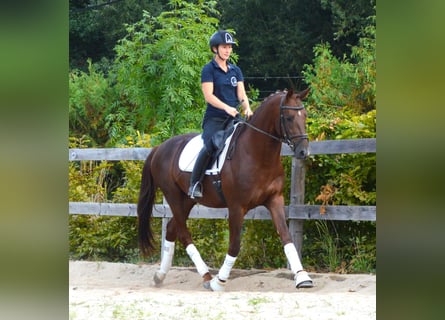 Oldenburgo, Caballo castrado, 5 años, 164 cm, Alazán