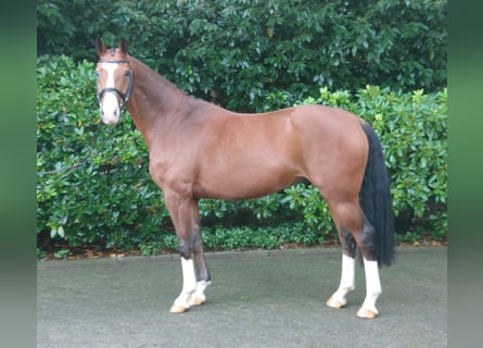 Oldenburgo, Caballo castrado, 5 años, 164 cm, Castaño