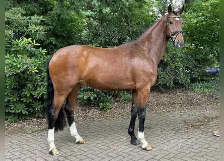 Oldenburgo, Caballo castrado, 5 años, 164 cm, Castaño