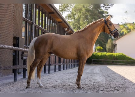 Oldenburgo, Caballo castrado, 5 años, 164 cm, Palomino