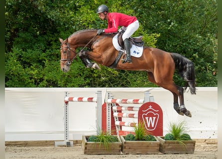 Oldenburgo, Caballo castrado, 5 años, 165 cm, Castaño