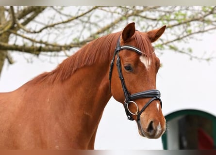 Oldenburgo, Caballo castrado, 5 años, 166 cm, Alazán