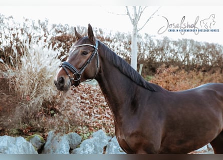 Oldenburgo, Caballo castrado, 5 años, 166 cm, Castaño