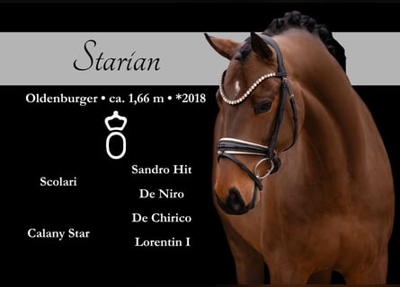 Oldenburgo, Caballo castrado, 5 años, 166 cm, Castaño oscuro