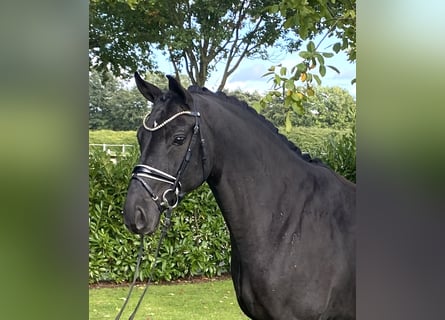 Oldenburgo, Caballo castrado, 5 años, 166 cm, Negro