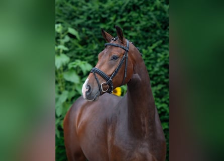 Oldenburgo, Caballo castrado, 5 años, 167 cm, Castaño