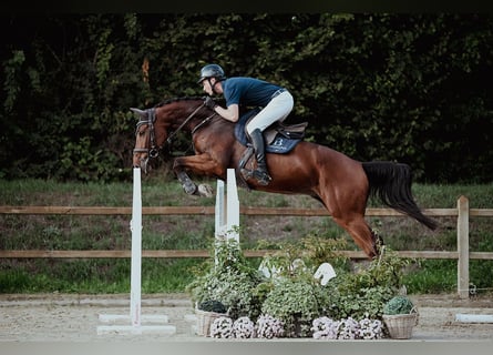 Oldenburgo, Caballo castrado, 5 años, 167 cm, Castaño