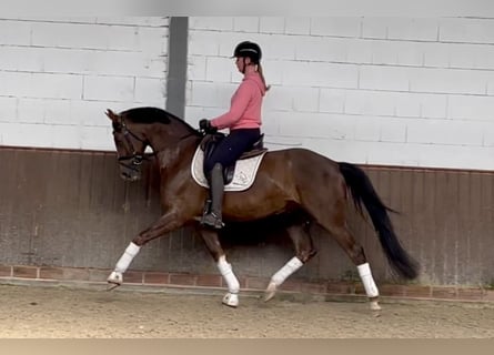 Oldenburgo, Caballo castrado, 5 años, 168 cm, Alazán-tostado