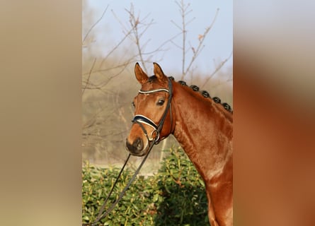 Oldenburgo, Caballo castrado, 5 años, 168 cm, Castaño