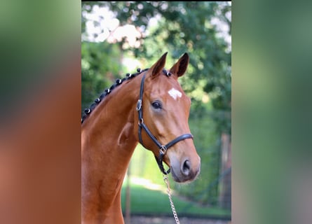 Oldenburgo, Caballo castrado, 5 años, 168 cm, Castaño