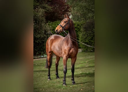 Oldenburgo, Caballo castrado, 5 años, 168 cm, Castaño