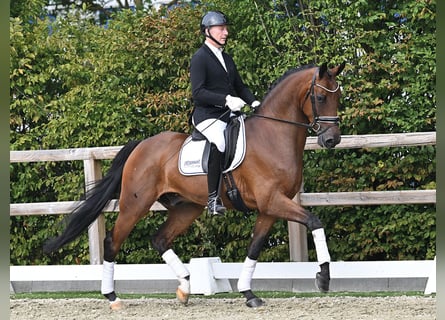 Oldenburgo, Caballo castrado, 5 años, 168 cm, Castaño