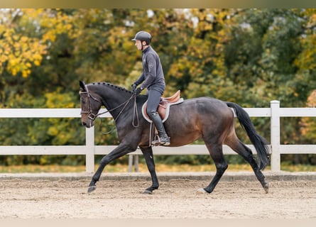 Oldenburgo, Caballo castrado, 5 años, 168 cm, Castaño