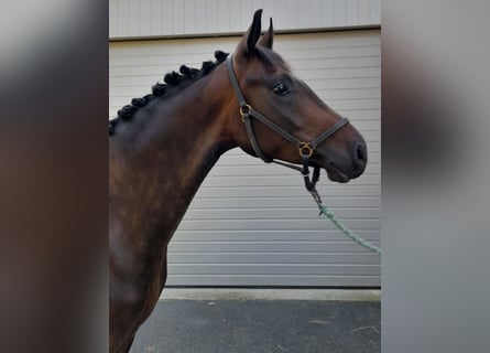 Oldenburgo, Caballo castrado, 5 años, 168 cm, Castaño oscuro