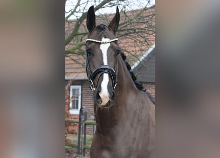 Oldenburgo, Caballo castrado, 5 años, 168 cm, Castaño oscuro