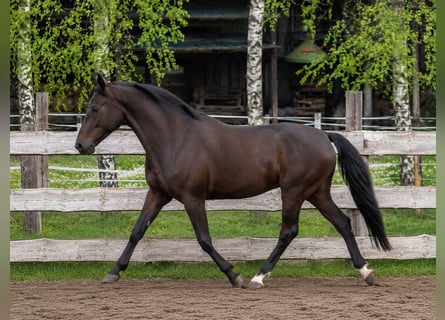 Oldenburgo Mestizo, Caballo castrado, 5 años, 168 cm, Negro