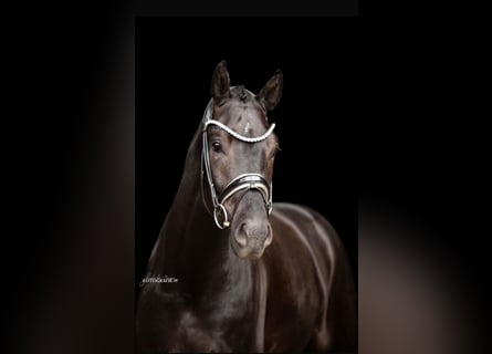 Oldenburgo, Caballo castrado, 5 años, 168 cm, Negro