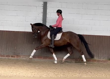 Oldenburgo, Caballo castrado, 5 años, 169 cm, Alazán-tostado