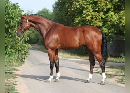 Oldenburgo, Caballo castrado, 5 años, 169 cm