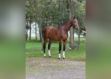 Oldenburgo, Caballo castrado, 5 años, 169 cm