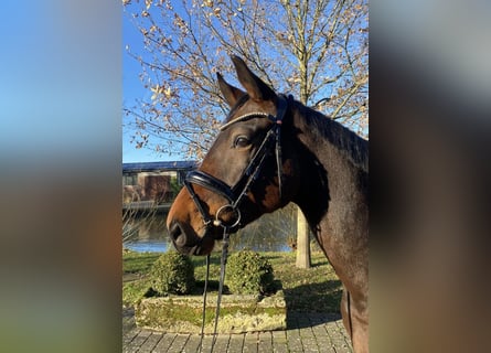 Oldenburgo, Caballo castrado, 5 años, 169 cm, Castaño