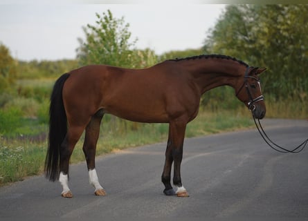 Oldenburgo, Caballo castrado, 5 años, 169 cm, Castaño