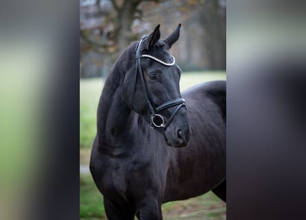 Oldenburgo, Caballo castrado, 5 años, 169 cm, Negro