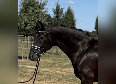 Oldenburgo, Caballo castrado, 5 años, 169 cm, Negro