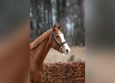 Oldenburgo, Caballo castrado, 5 años, 170 cm, Alazán