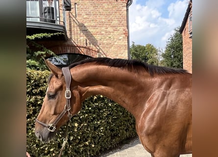 Oldenburgo, Caballo castrado, 5 años, 170 cm, Alazán-tostado