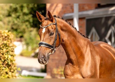 Oldenburgo, Caballo castrado, 5 años, 170 cm, Alazán-tostado