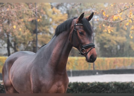 Oldenburgo, Caballo castrado, 5 años, 170 cm, Castaño