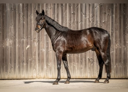 Oldenburgo, Caballo castrado, 5 años, 170 cm, Morcillo
