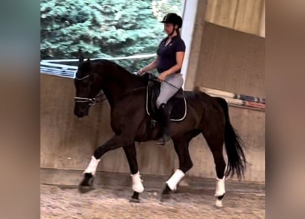 Oldenburgo, Caballo castrado, 5 años, 170 cm, Negro