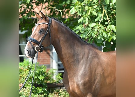 Oldenburgo, Caballo castrado, 5 años, 172 cm, Castaño