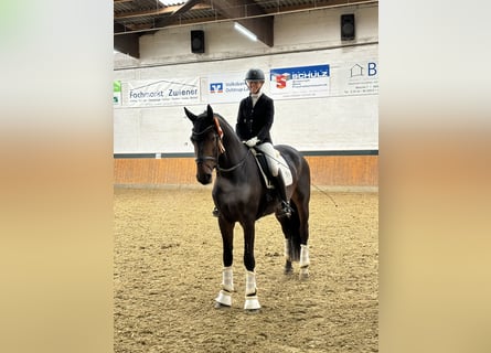 Oldenburgo, Caballo castrado, 5 años, 172 cm, Castaño oscuro