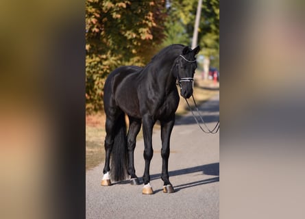 Oldenburgo, Caballo castrado, 5 años, 172 cm, Negro