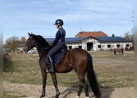 Oldenburgo, Caballo castrado, 5 años, 173 cm, Castaño