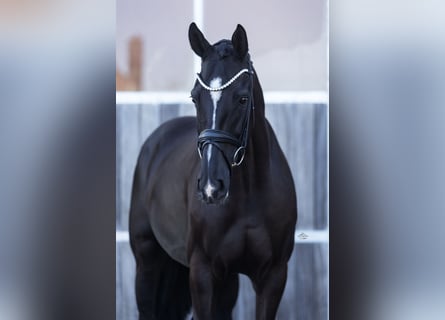 Oldenburgo, Caballo castrado, 5 años, 173 cm, Negro