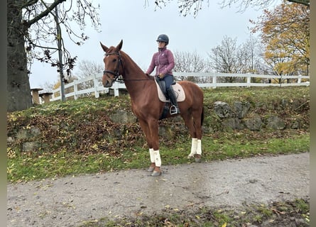 Oldenburgo, Caballo castrado, 5 años, 174 cm, Alazán