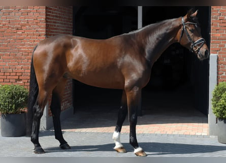 Oldenburgo, Caballo castrado, 5 años, 174 cm, Castaño