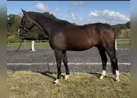 Oldenburgo, Caballo castrado, 5 años, 174 cm, Castaño