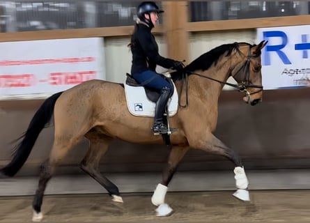 Oldenburgo, Caballo castrado, 5 años, 174 cm, Castaño