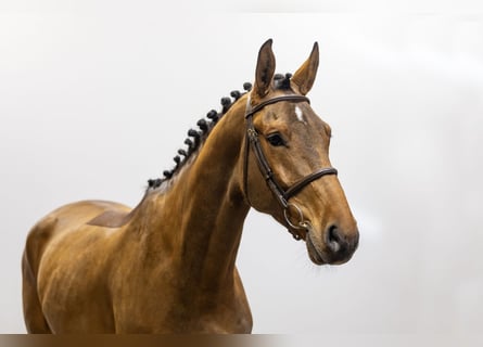 Oldenburgo, Caballo castrado, 5 años, 174 cm, Castaño