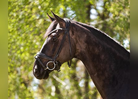 Oldenburgo, Caballo castrado, 5 años, 174 cm, Morcillo