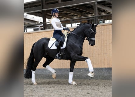 Oldenburgo, Caballo castrado, 5 años, 174 cm, Negro