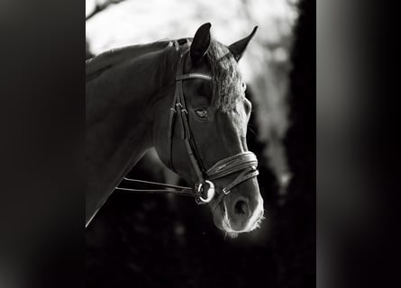 Oldenburgo, Caballo castrado, 5 años, 174 cm, Negro